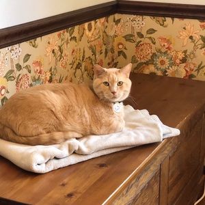 Meet your Posher, Amy